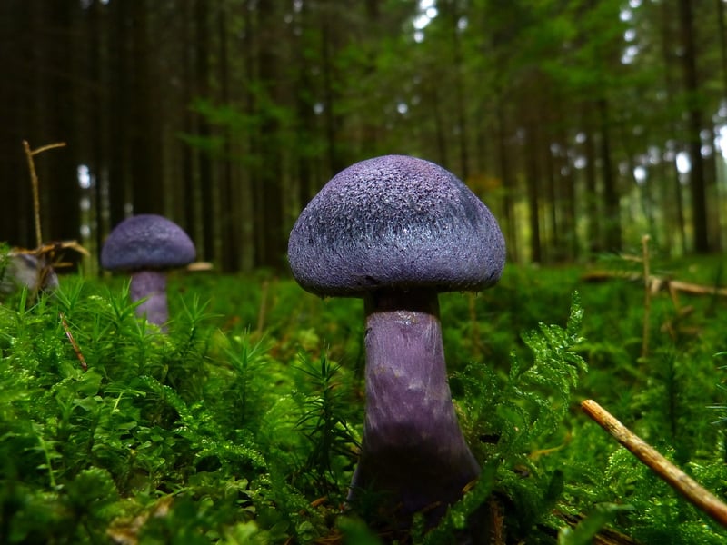 Wild Mushrooms in the Forest